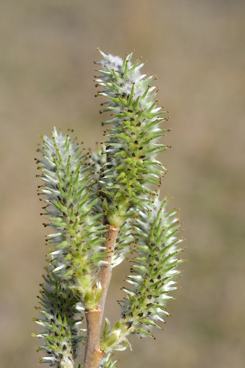 Image of Salix cinerea specimen.