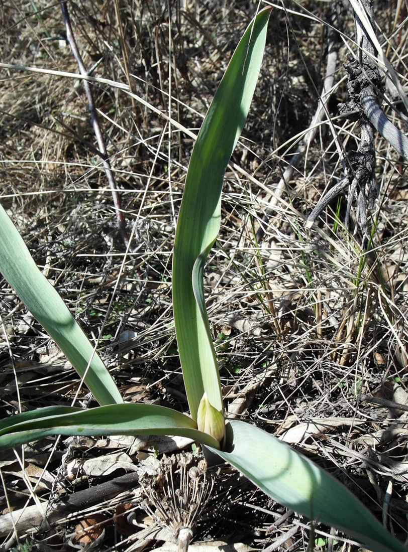 Image of Allium tulipifolium specimen.