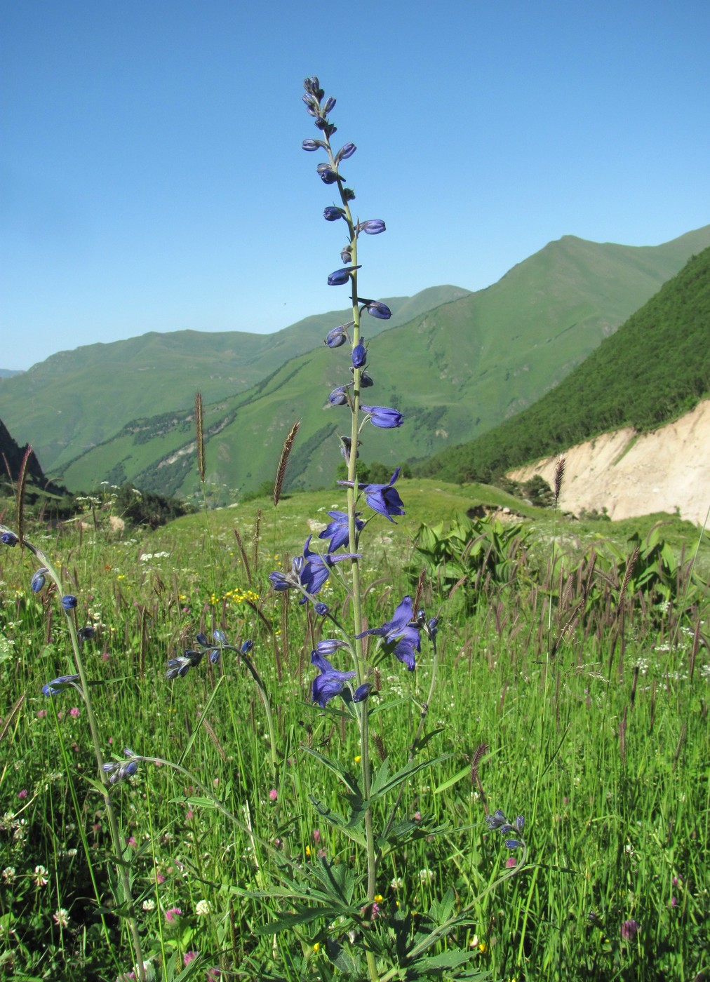 Изображение особи Delphinium flexuosum.