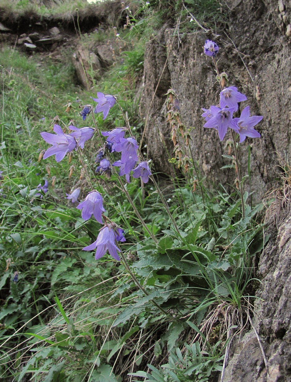 Image of Campanula sarmatica specimen.