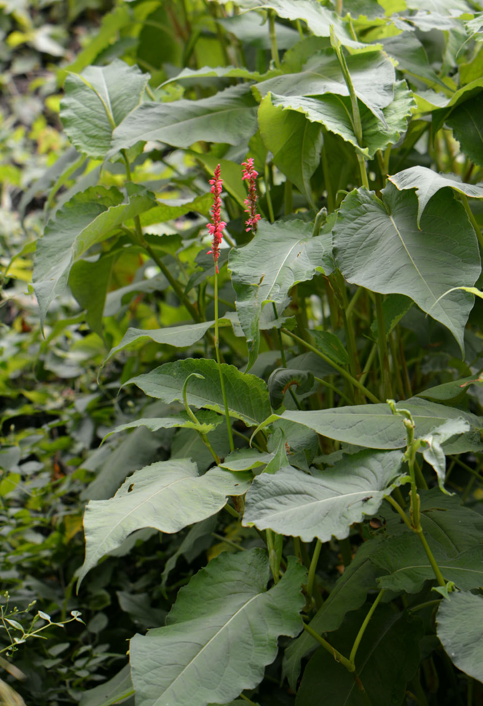 Изображение особи Bistorta amplexicaulis.