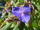 Tradescantia virginiana