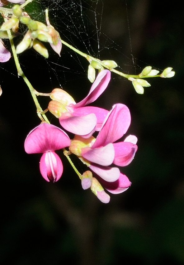 Image of Lespedeza bicolor specimen.