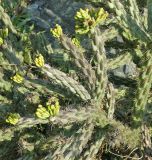 Cylindropuntia imbricata. Ветвь с плодами. Чехия, г. Прага, ботсад, в культуре. 22.04.2008.