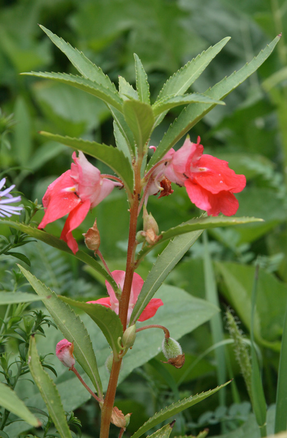 Image of Impatiens balsamina specimen.