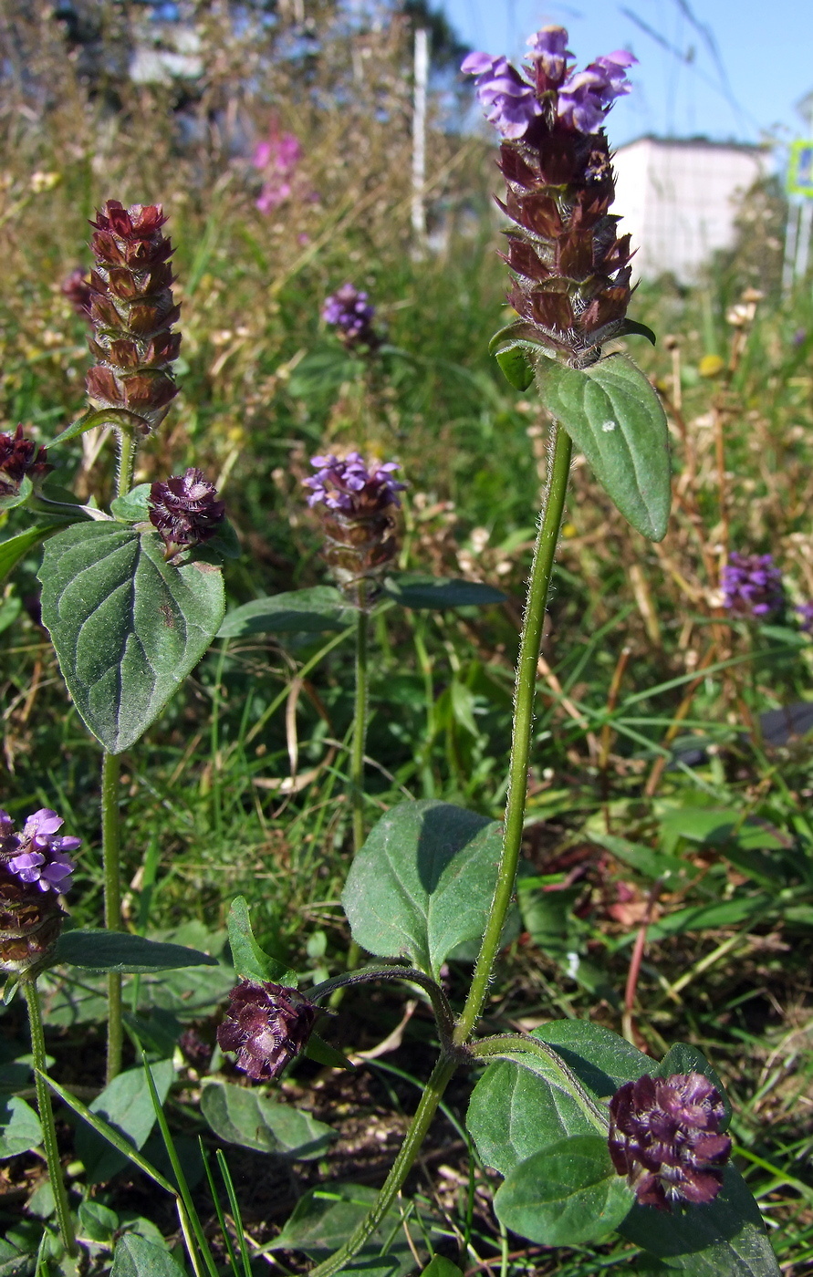 Image of Prunella vulgaris specimen.