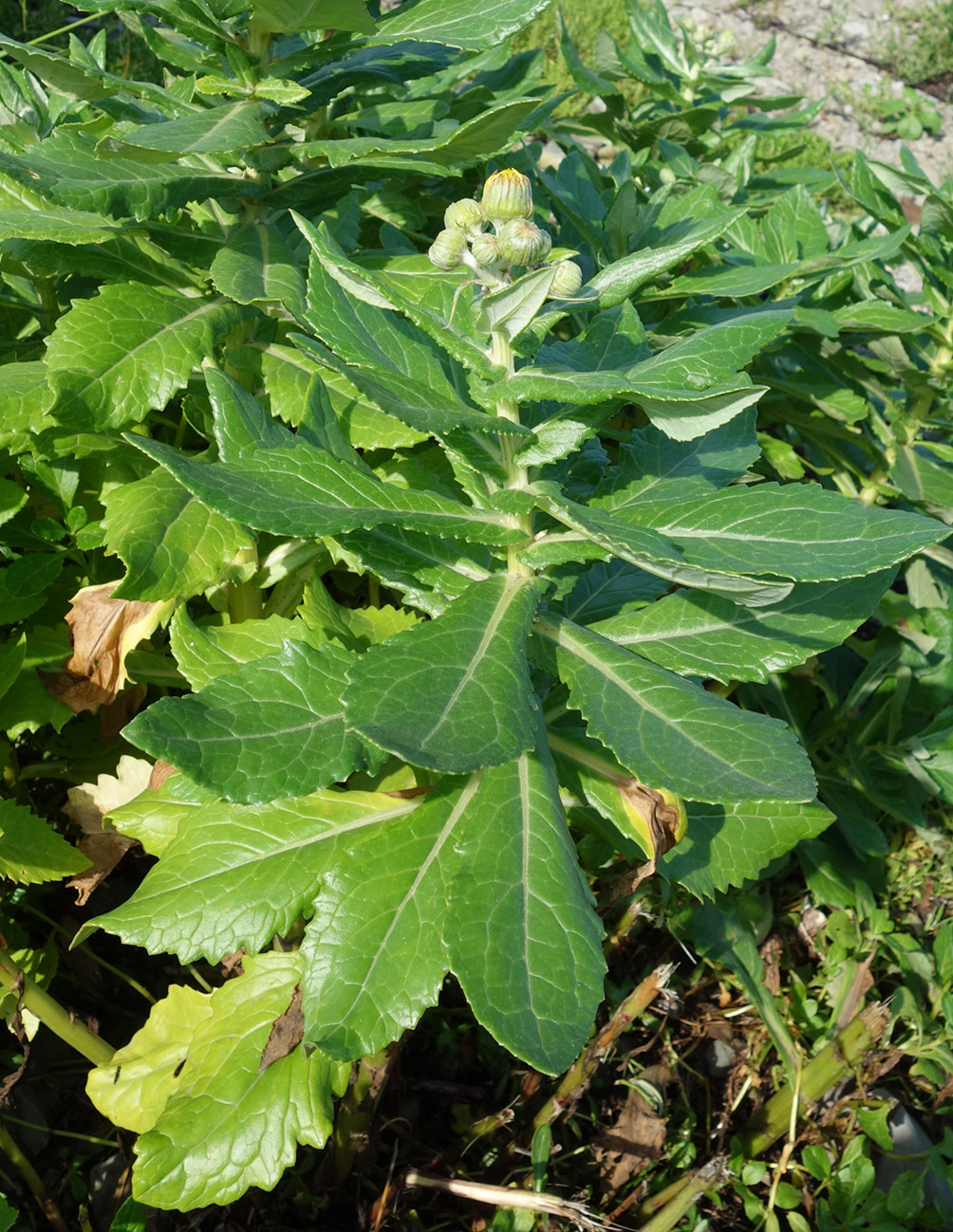 Изображение особи Senecio pseudoarnica.