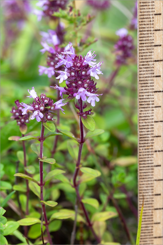 Изображение особи Thymus ovatus.