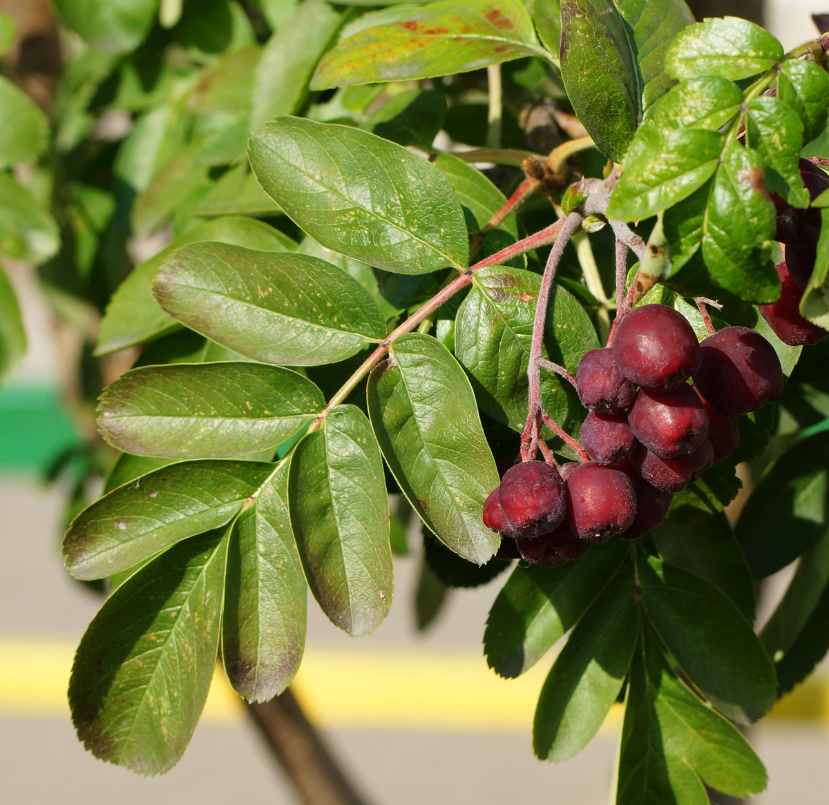 Image of &times; Crataegosorbus miczurinii specimen.