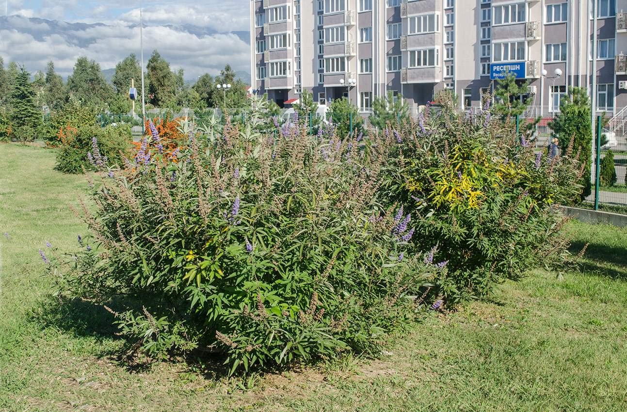 Image of Vitex agnus-castus specimen.