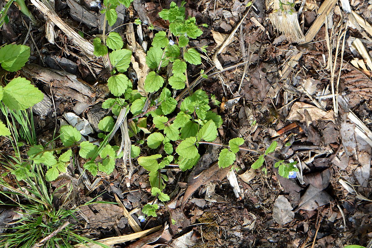 Image of Veronica persica specimen.