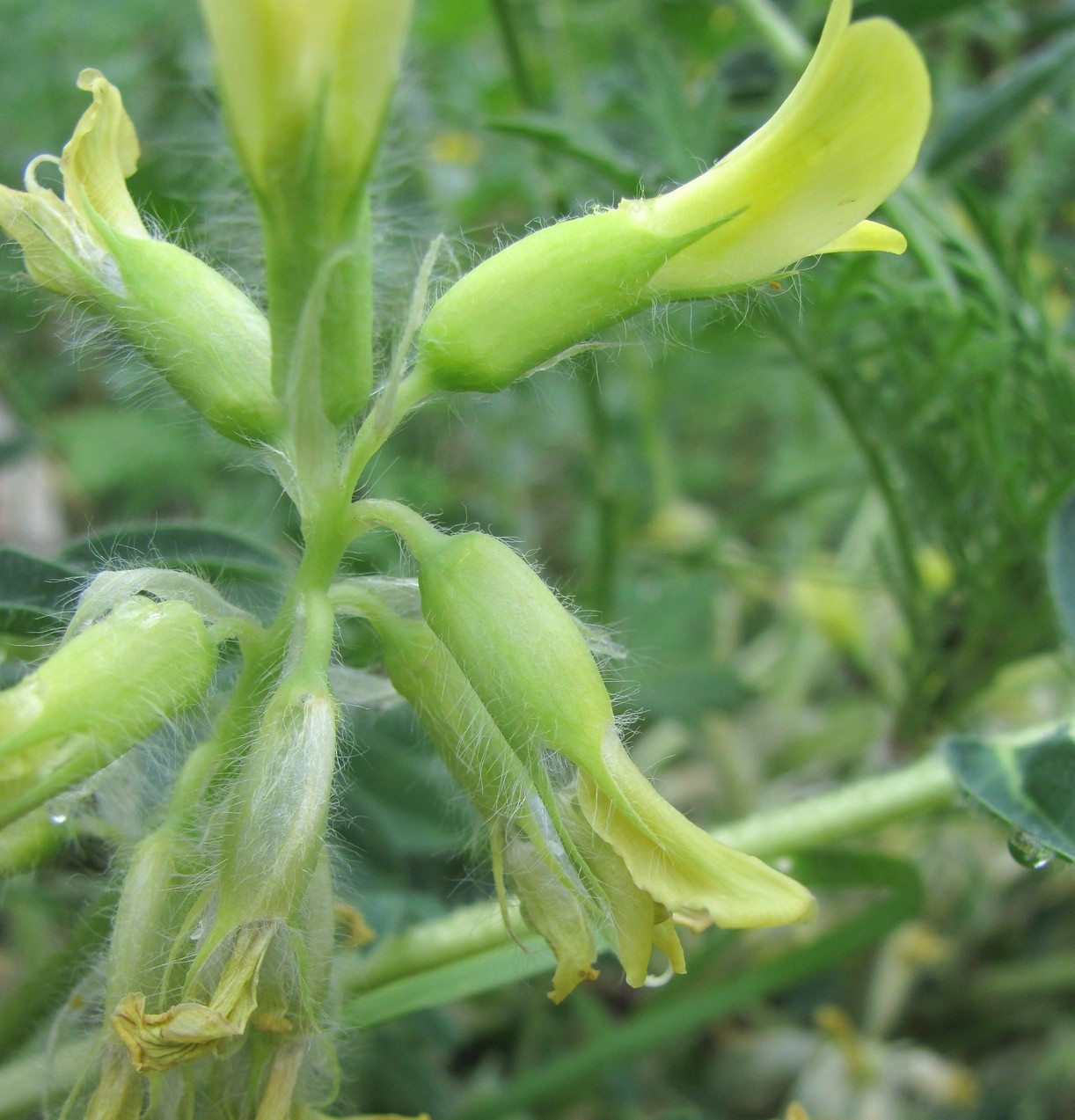 Image of Astragalus polyphyllus specimen.