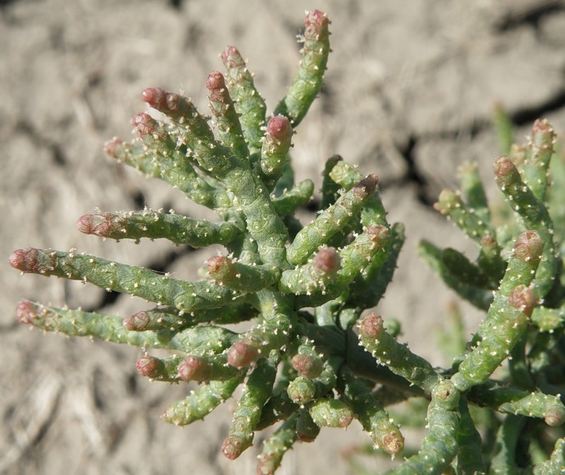 Image of Salicornia perennans specimen.