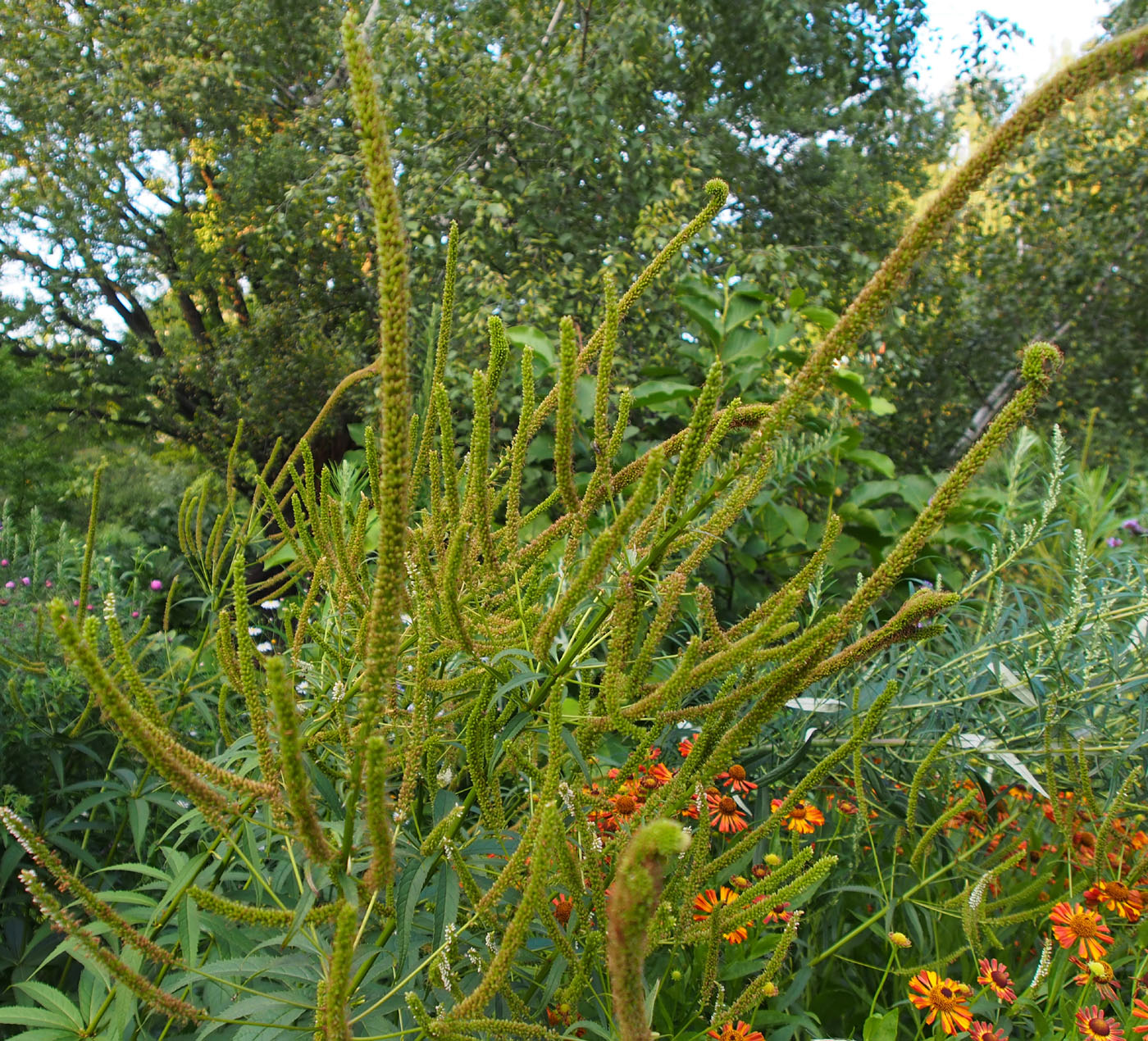 Image of genus Veronicastrum specimen.