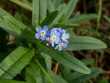 Myosotis palustris. Верхушка цветущего растения. Московская обл., Дмитровский р-н, окр. пос. Вербилки, пойма р. Якоть, влажная поляна в смешанном лесу (с преобладанием сосны, берёзы и ели). 06.10.2020.