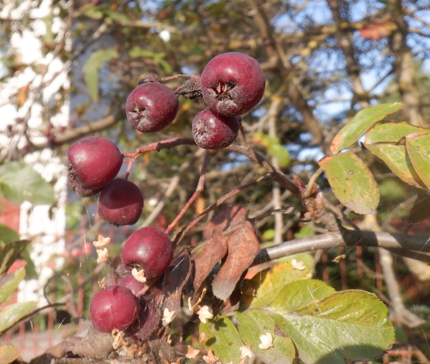 Image of &times; Crataegosorbus miczurinii specimen.