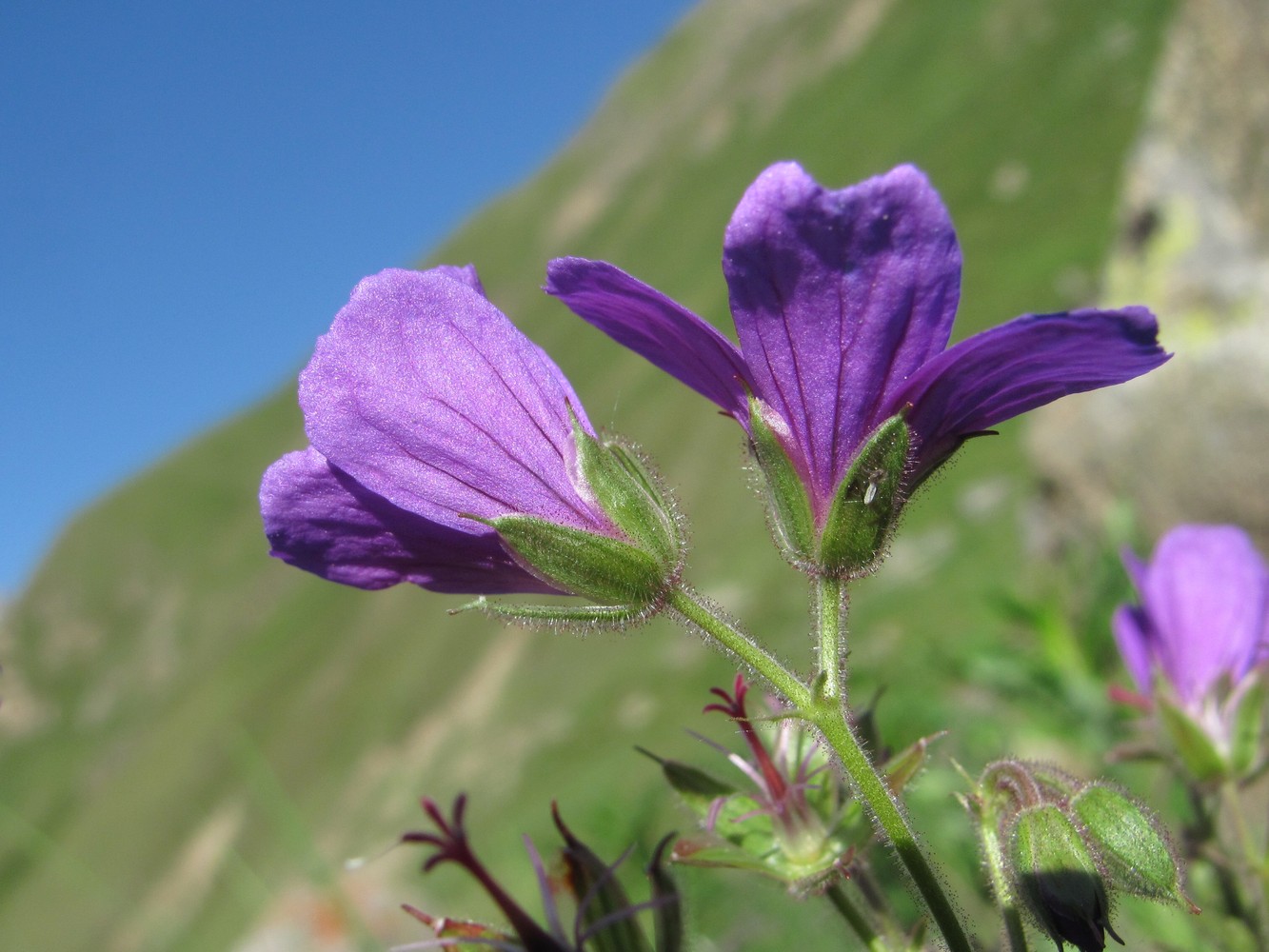 Изображение особи Geranium sylvaticum.