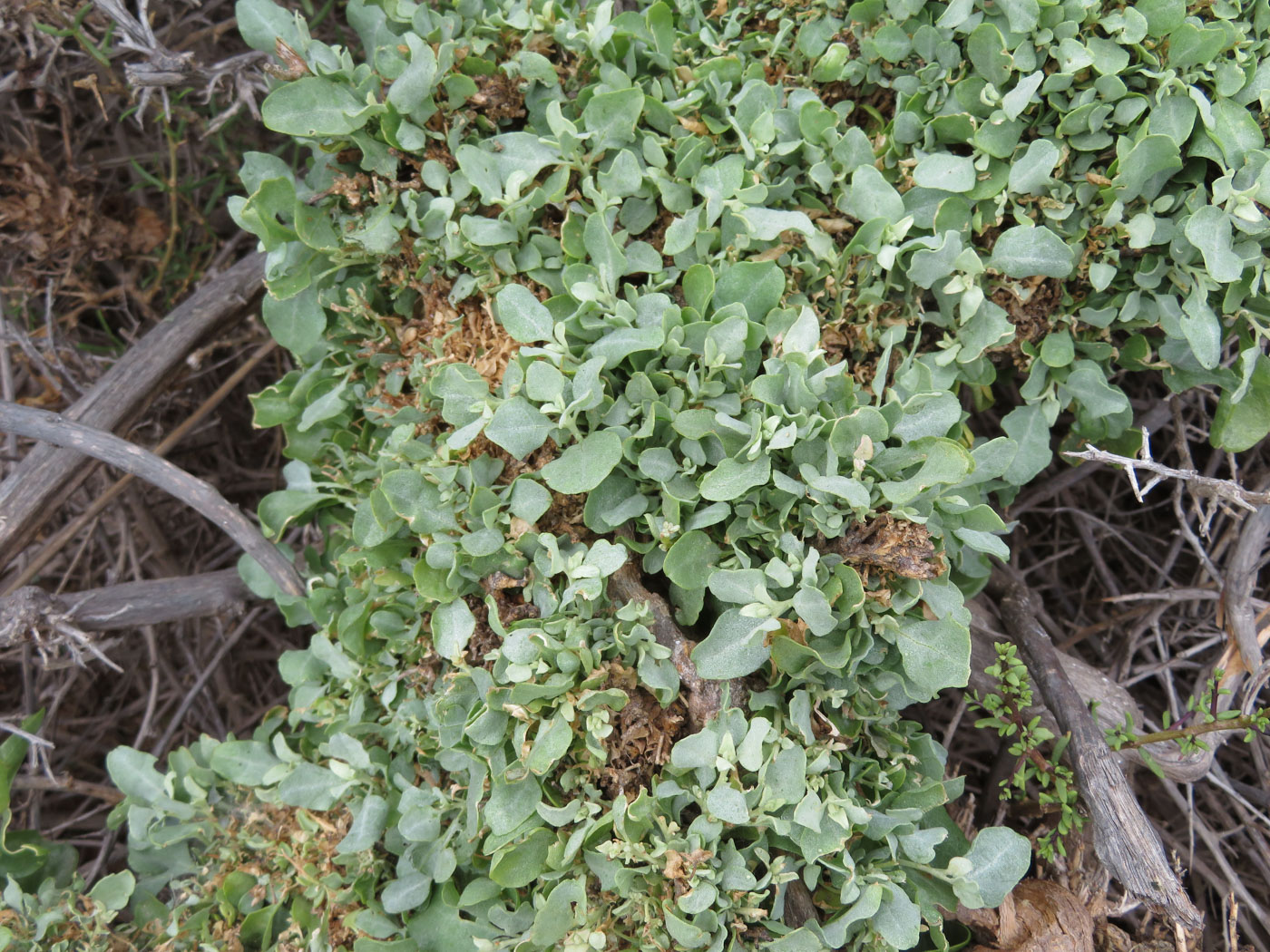 Image of Atriplex capensis specimen.