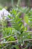 Oxytropis sordida. Лист (абаксиальная сторона). Карелия, Заонежье, мыс Клим Нос, крутой берег озера, разреженный сосняк. 06.06.2020.