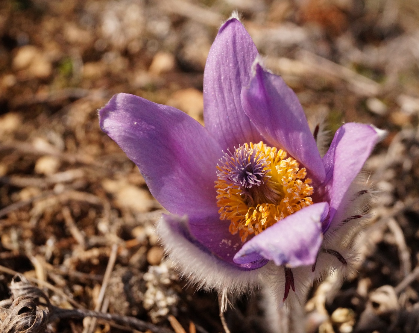 Image of Pulsatilla taurica specimen.