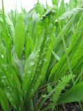 Plantago lanceolata. Поражённый лист. Краснодарский край, Кавказский р-н, ст-ца Темижбекская, луговина. 22.04.2021.