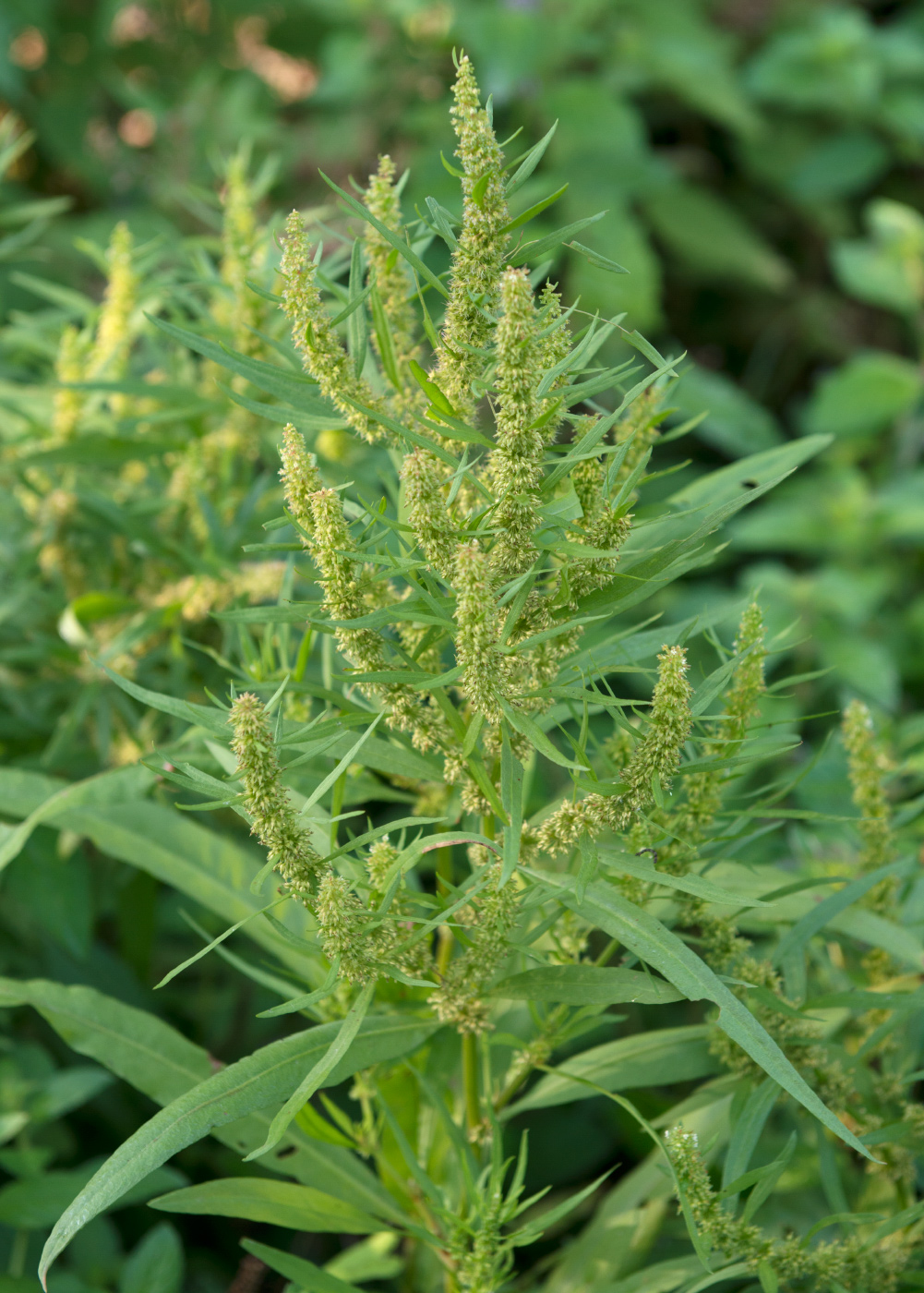 Image of Rumex maritimus specimen.