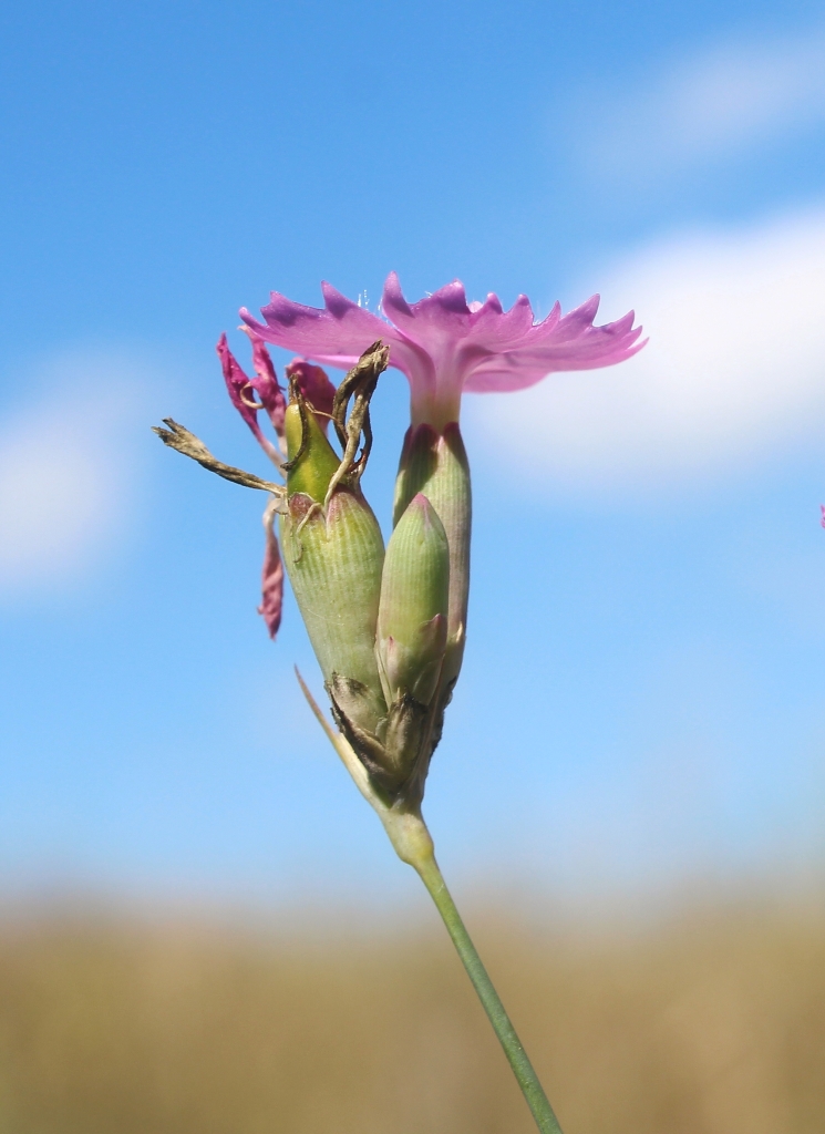 Image of Dianthus polymorphus specimen.