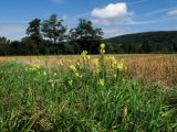 Linaria vulgaris