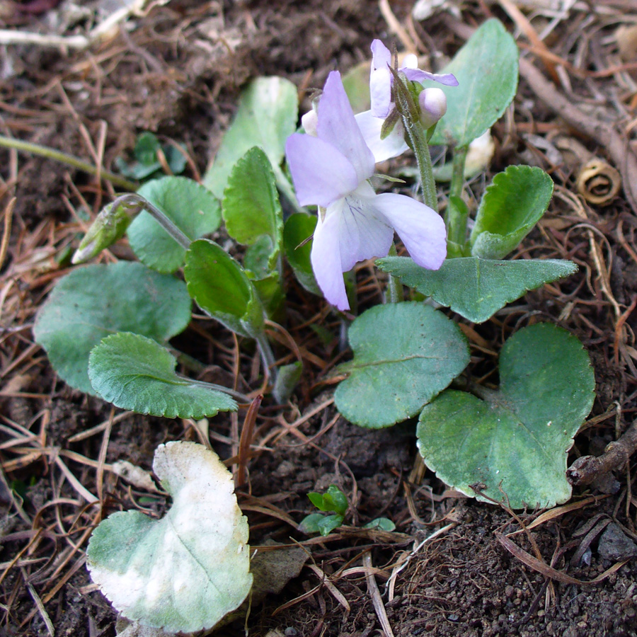 Image of Viola rupestris specimen.