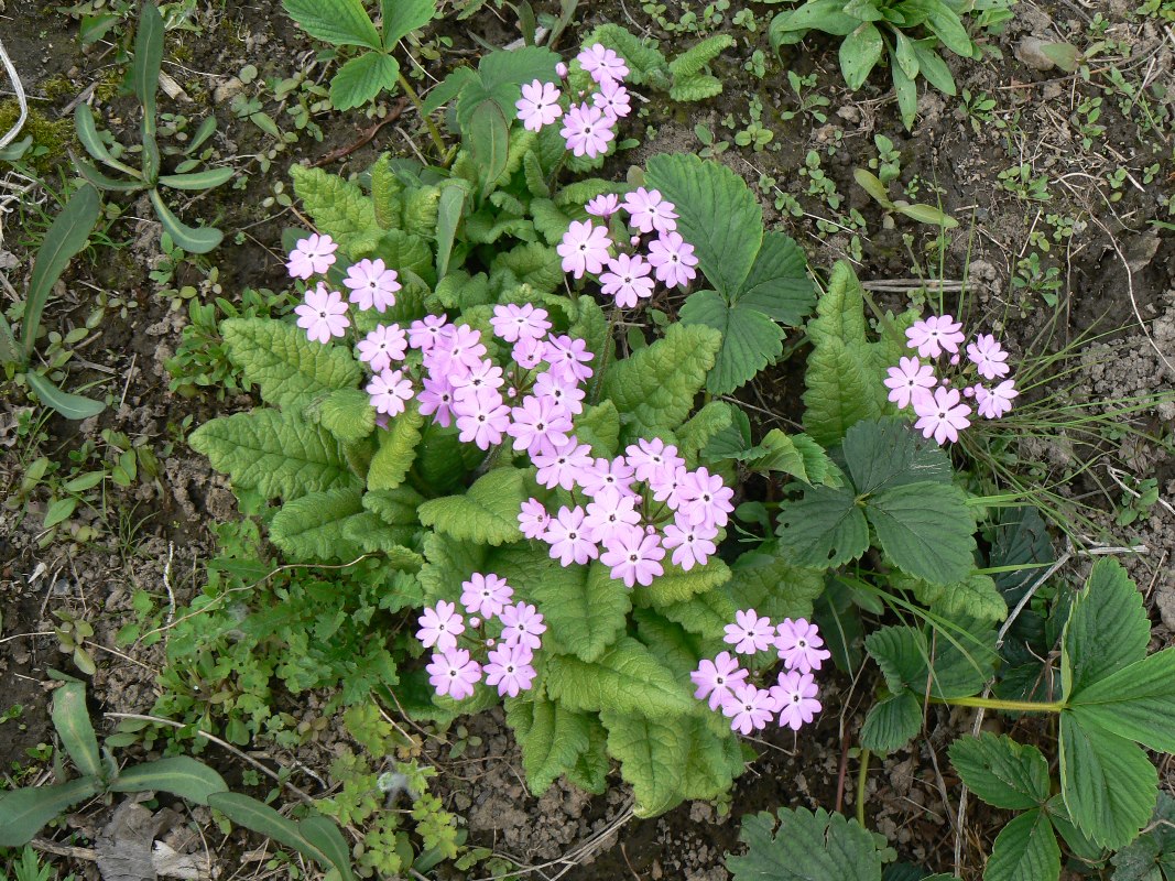 Image of Primula patens specimen.