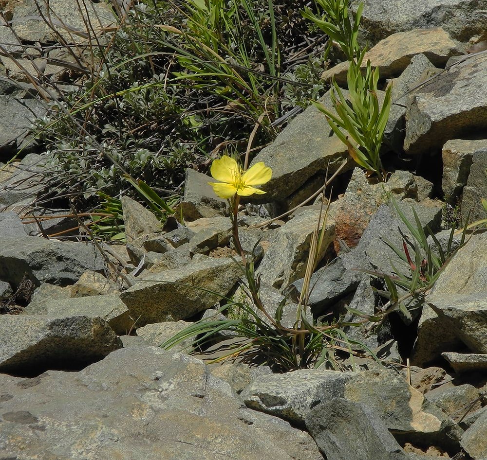 Изображение особи Oenothera magellanica.