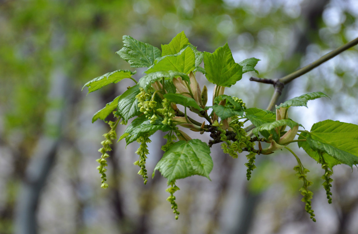 Image of Acer tegmentosum specimen.