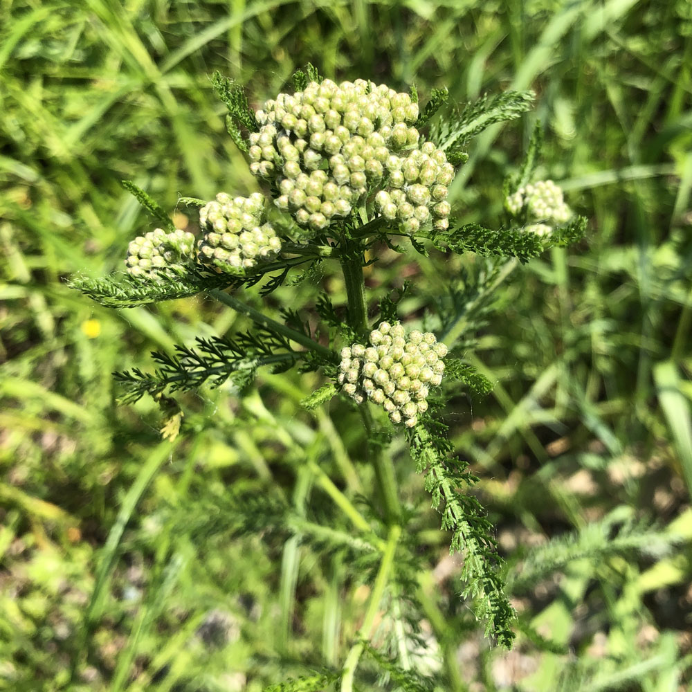 Image of Achillea millefolium specimen.