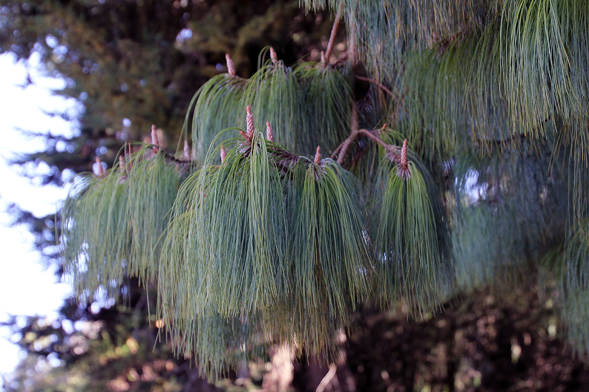 Image of Pinus patula specimen.