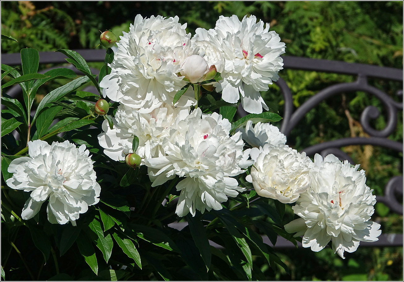 Image of Paeonia lactiflora specimen.