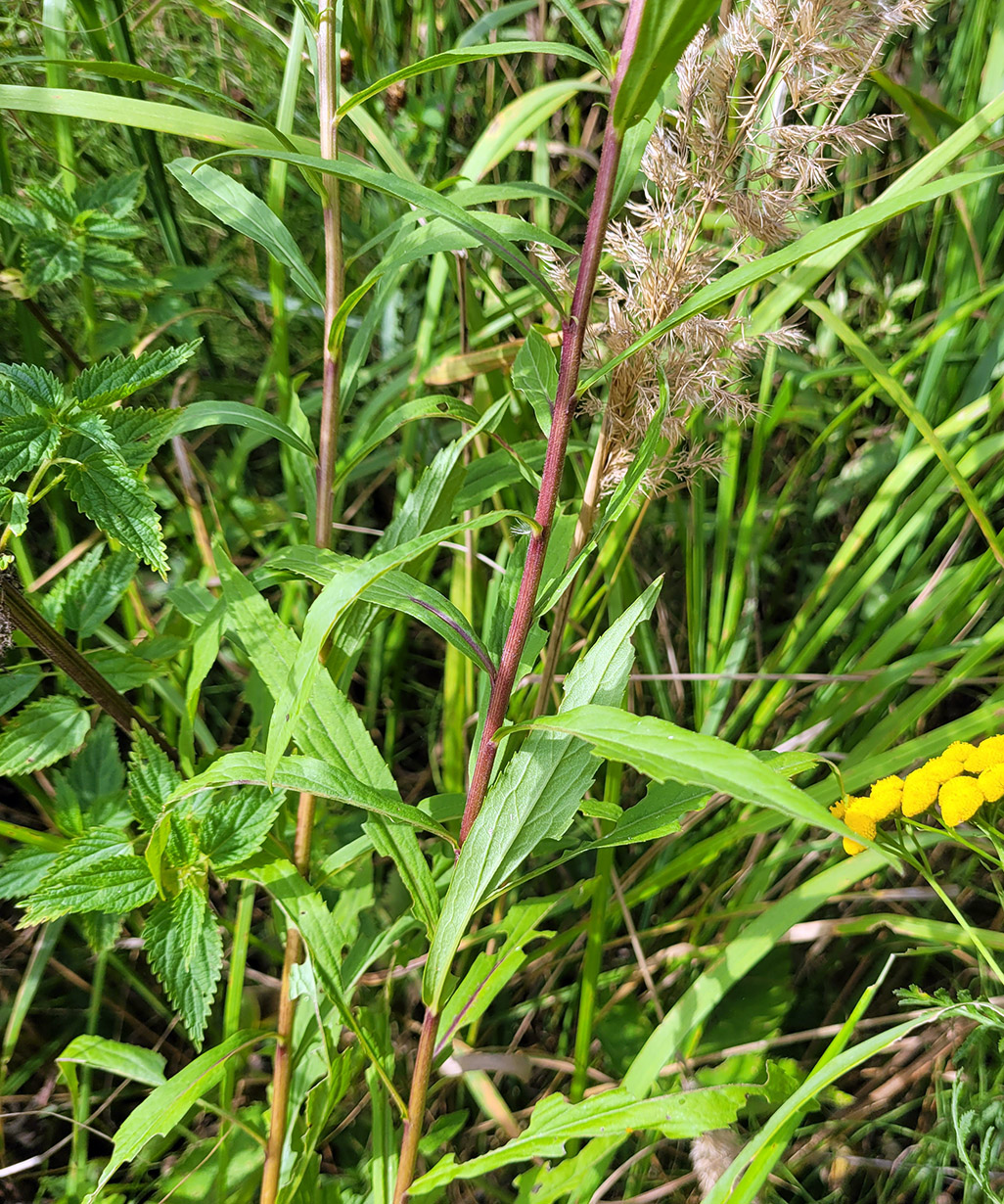 Image of Solidago &times; niederederi specimen.