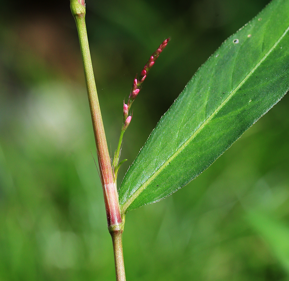 Изображение особи Persicaria longiseta.