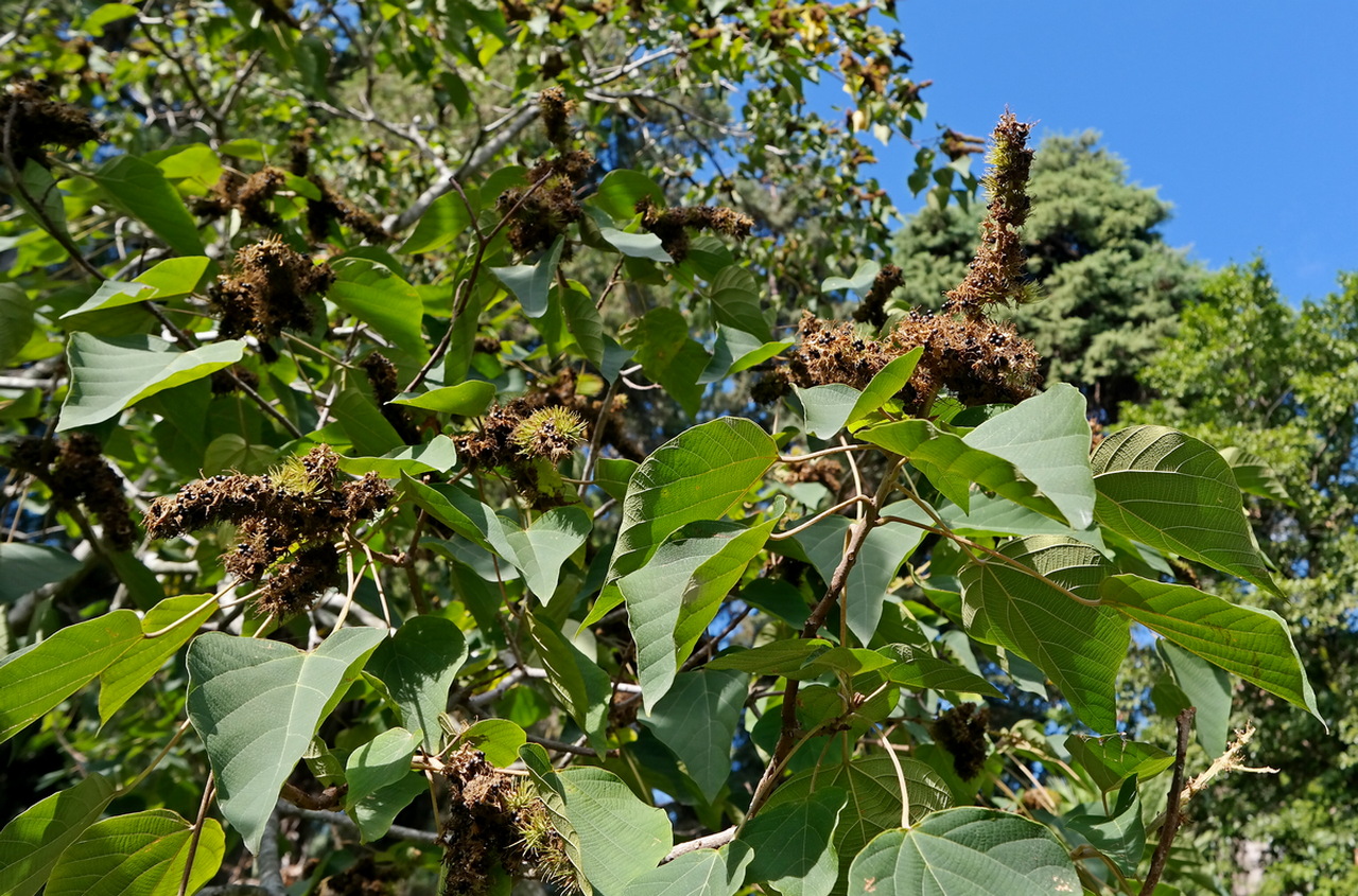 Изображение особи Mallotus japonicus.