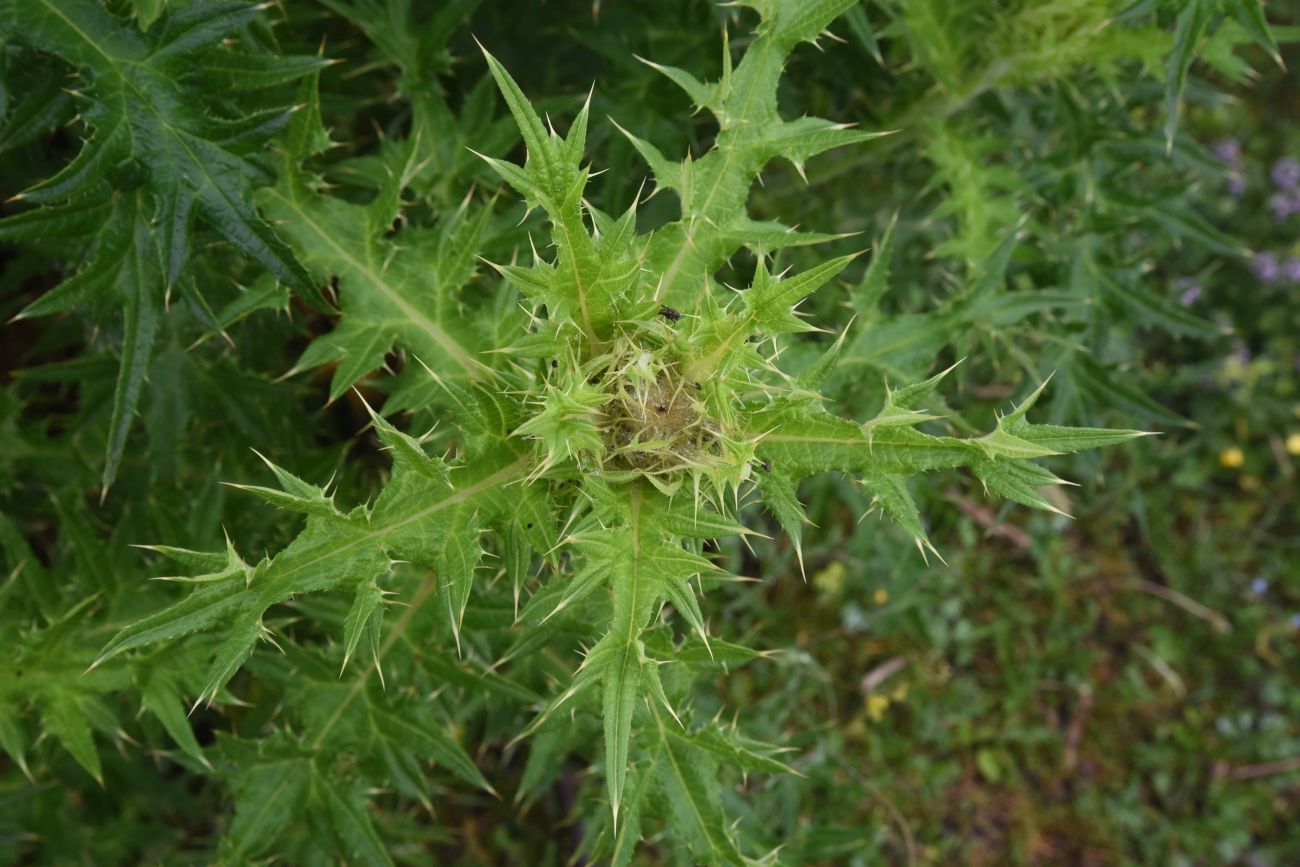 Image of genus Cirsium specimen.