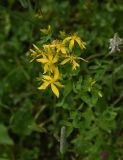 genus Hypericum. Верхушка цветущего растения. Республика Ингушетия, Джейрахский р-н, окр. аула Хяни, долина маленькоко ручья, впадающего в Чулхи, луг. 22 июля 2022 г.