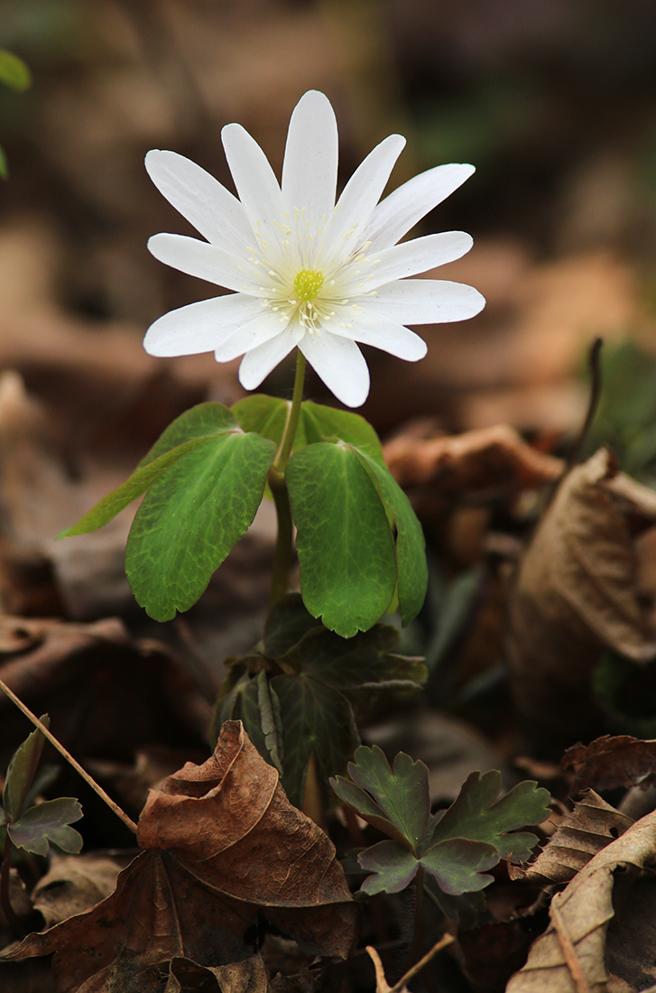 Image of Anemone raddeana specimen.