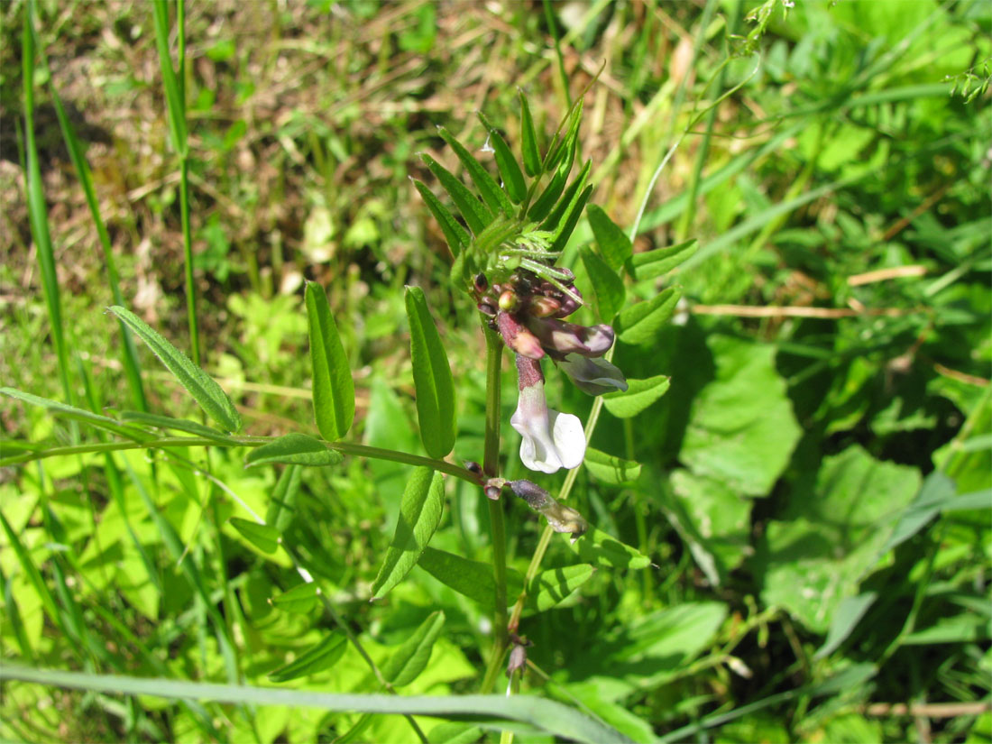 Image of Vicia sepium specimen.