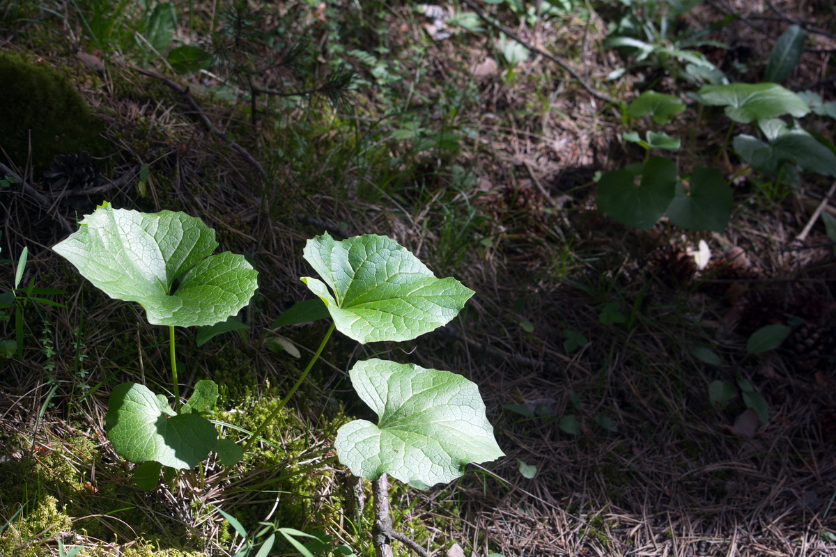 Image of Valeriana tiliifolia specimen.