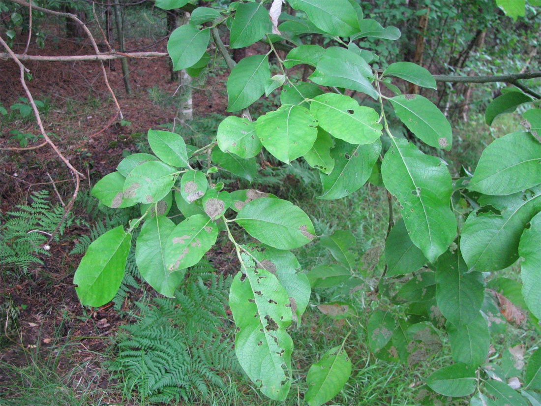 Image of Salix caprea specimen.