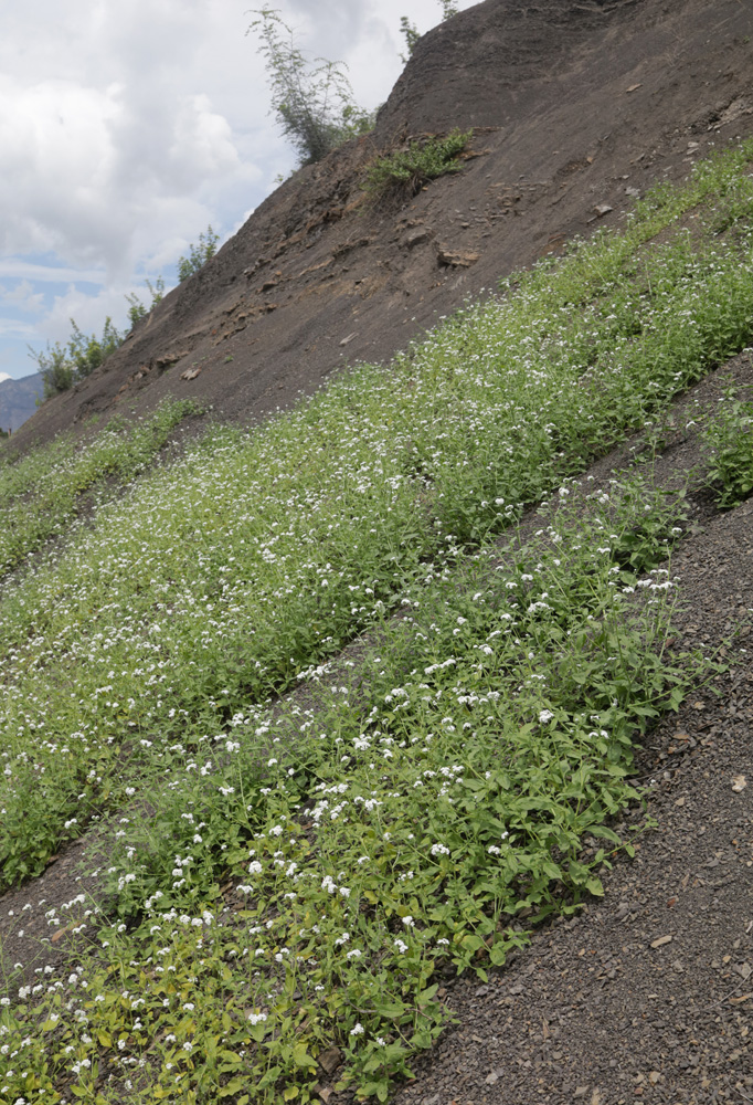 Изображение особи Heliotropium styligerum.