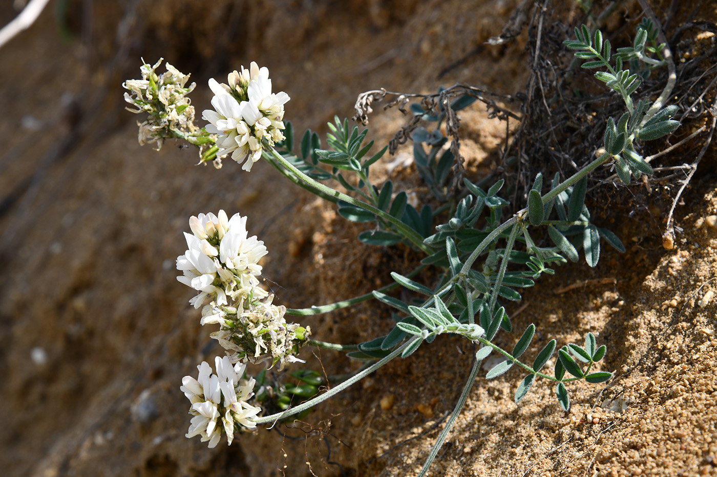 Изображение особи Astragalus olchonensis.