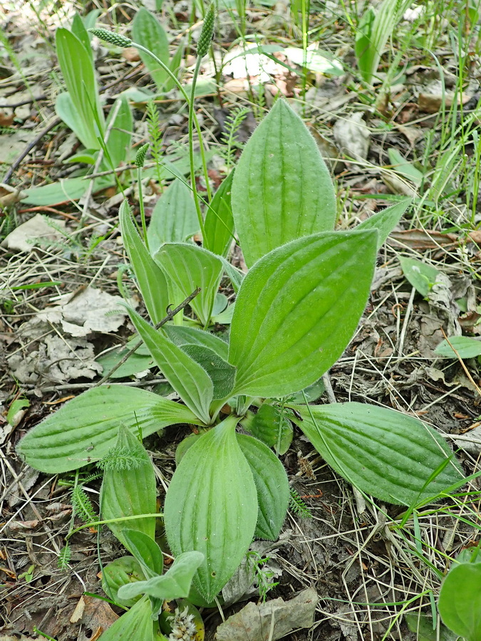 Image of Plantago media specimen.