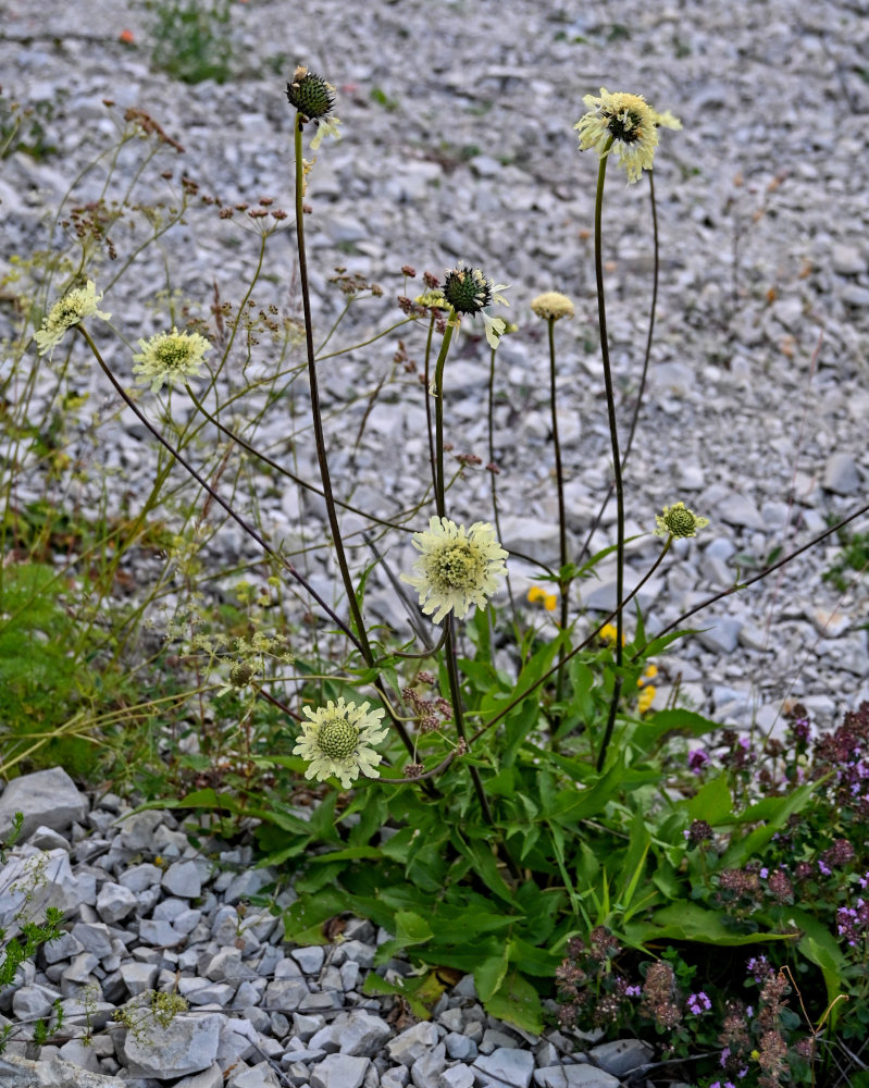 Image of Cephalaria gigantea specimen.