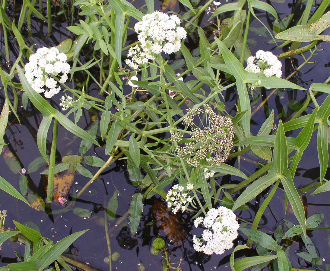 Image of Sium latifolium specimen.