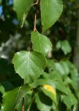 Betula platyphylla. Листья. Республика Саха (Якутия), г. Якутск, на газоне у берега протоки. 02.08.2023.